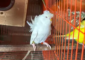 জেপি বাজরিগার মেল আলবিনো রেড আই