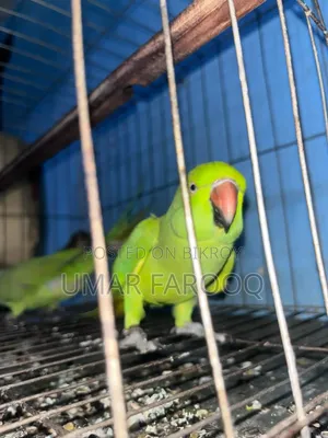 টিয়া পাখি জোড়া