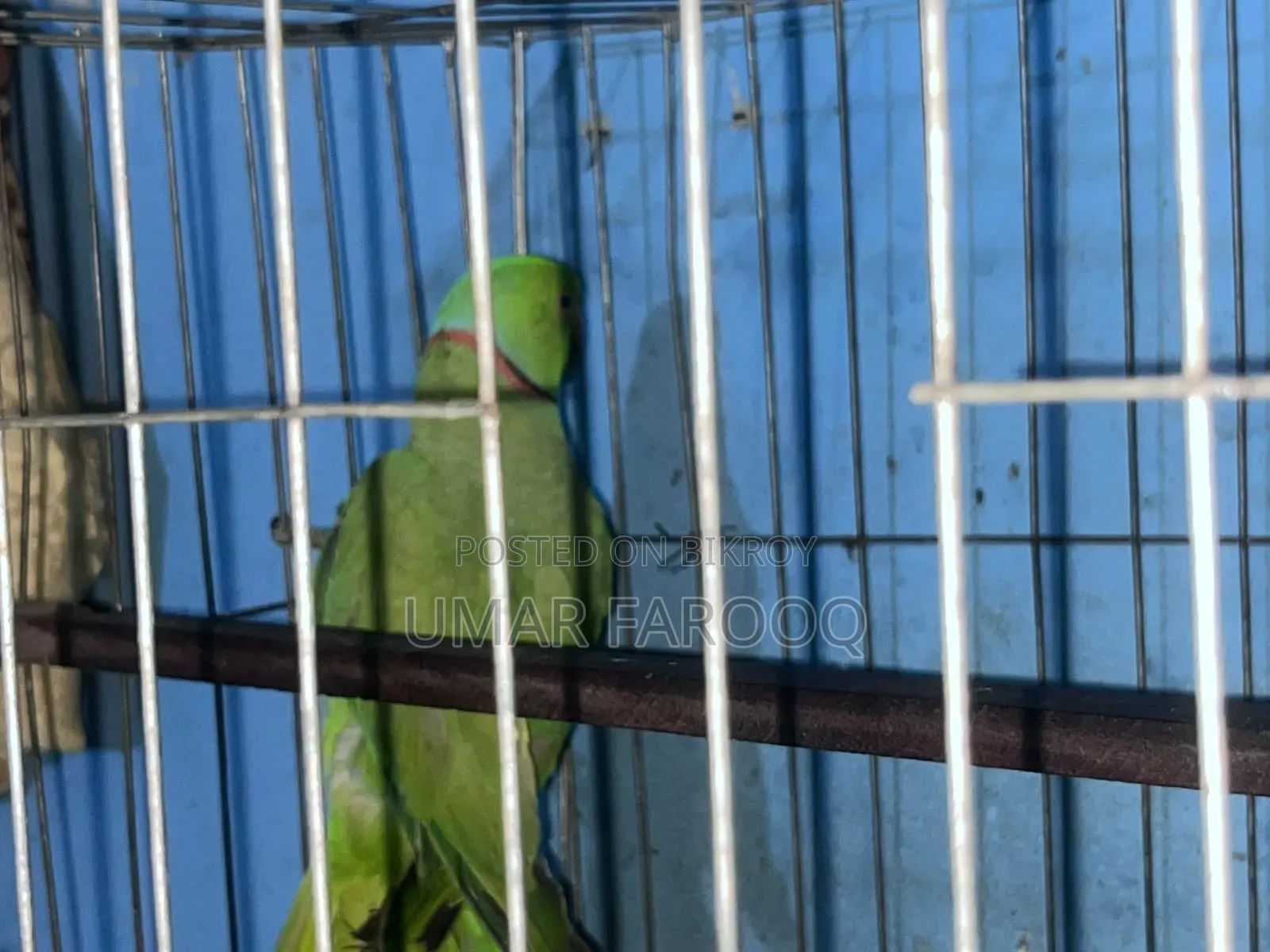 টিয়া পাখি জোড়া