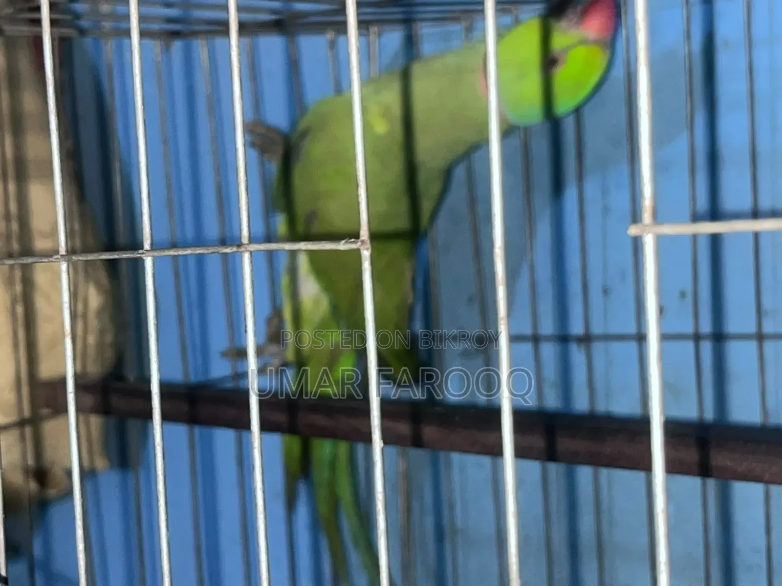 টিয়া পাখি জোড়া