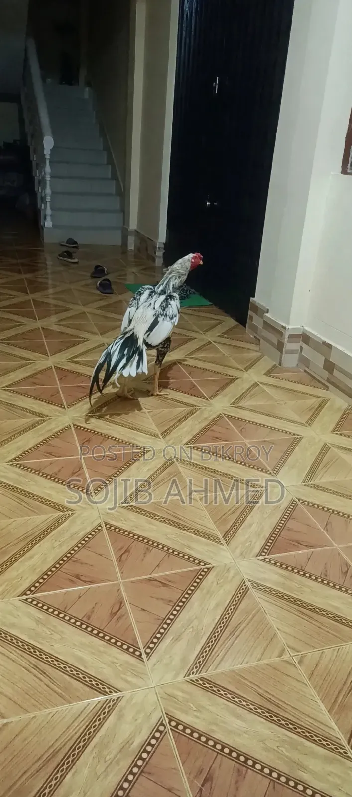 Original Asil Fighter Rooster - Black and White, 12 Months