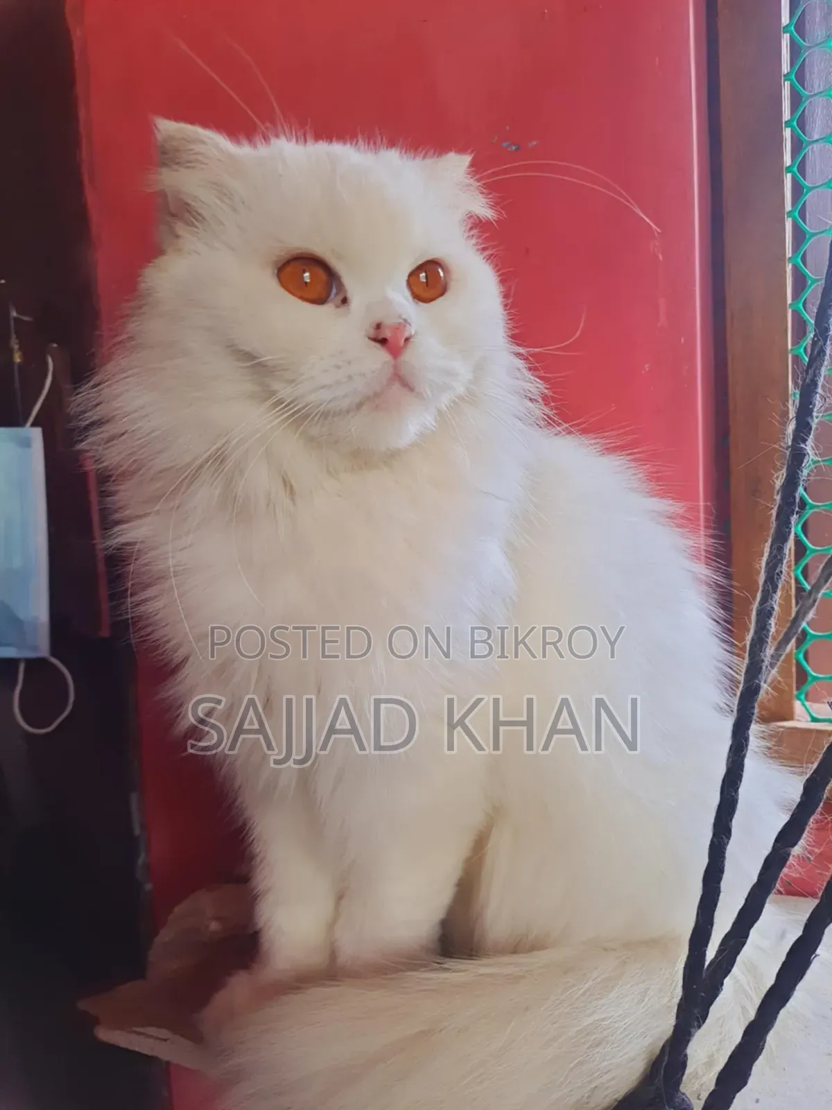 1+ year Female Purebred Persian