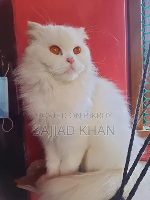 1+ year Female Purebred Persian