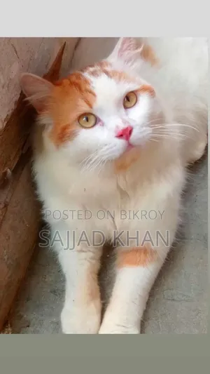 1+ year Female Purebred Persian