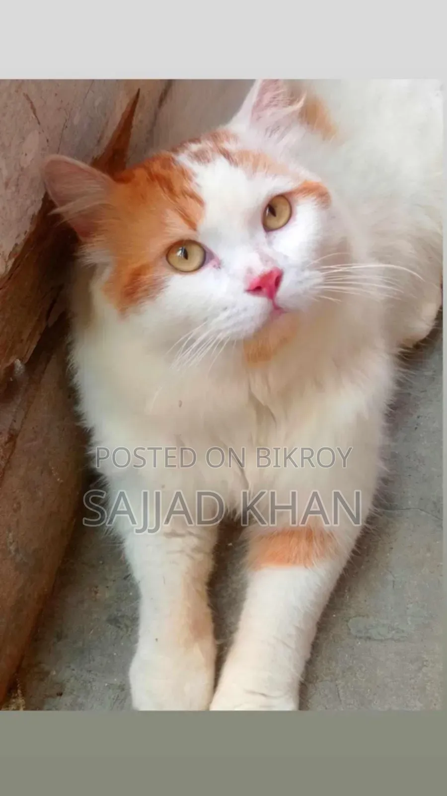 1+ year Female Purebred Persian
