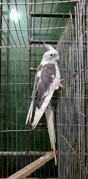 ককাটেল পাখি