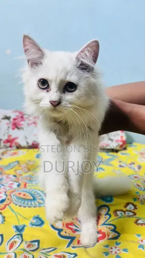 ১-৩ মাসের ফিমেল পিওরব্রেড পার্সিয়ান