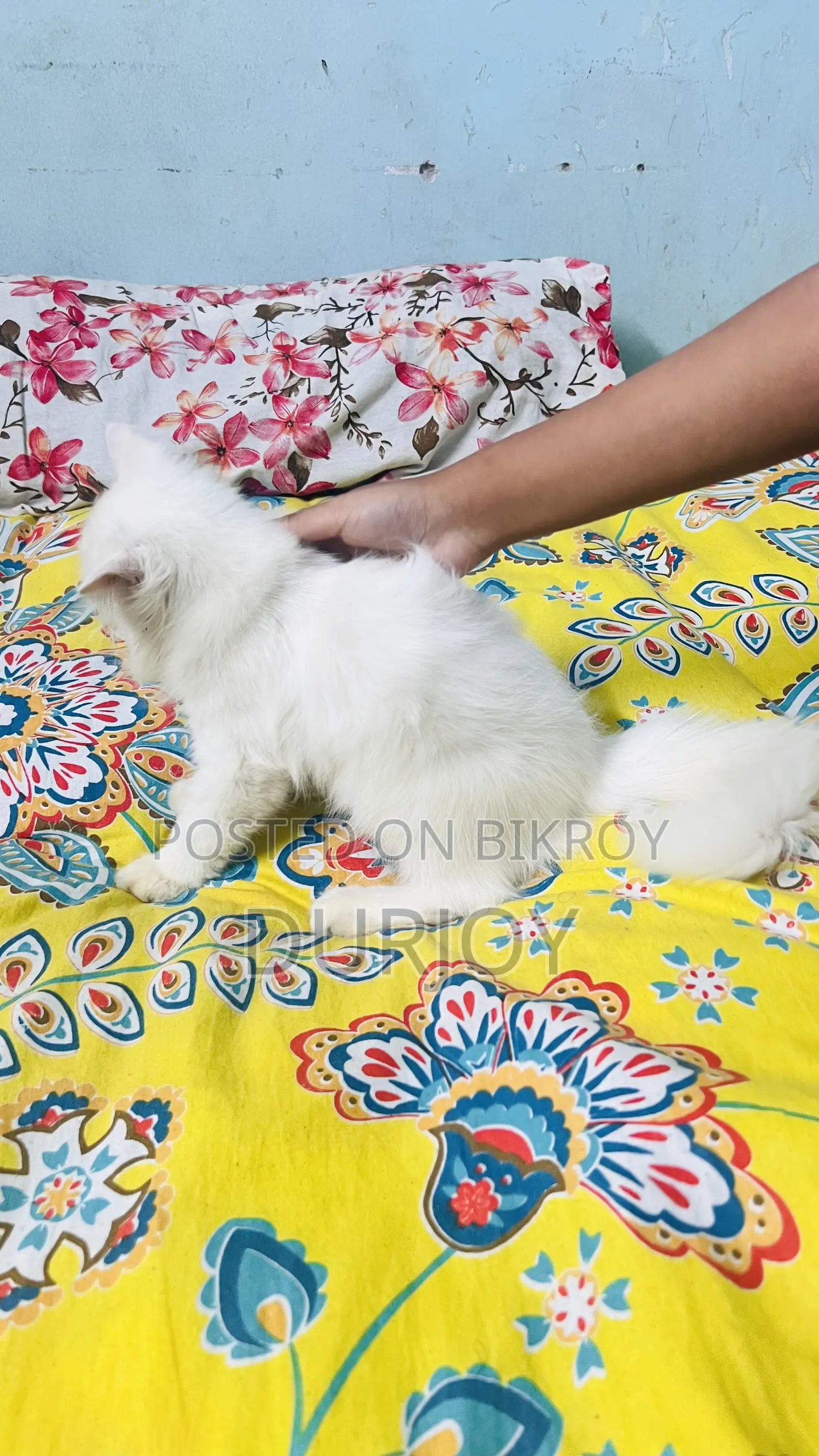 ১-৩ মাসের ফিমেল পিওরব্রেড পার্সিয়ান