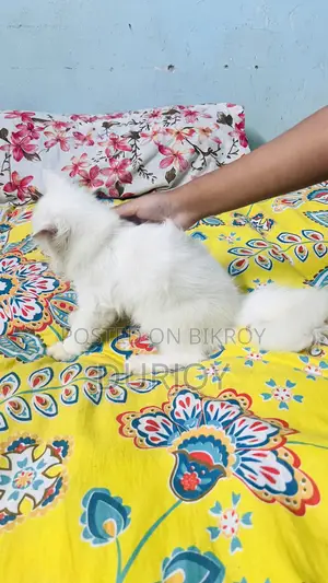 ১-৩ মাসের ফিমেল পিওরব্রেড পার্সিয়ান