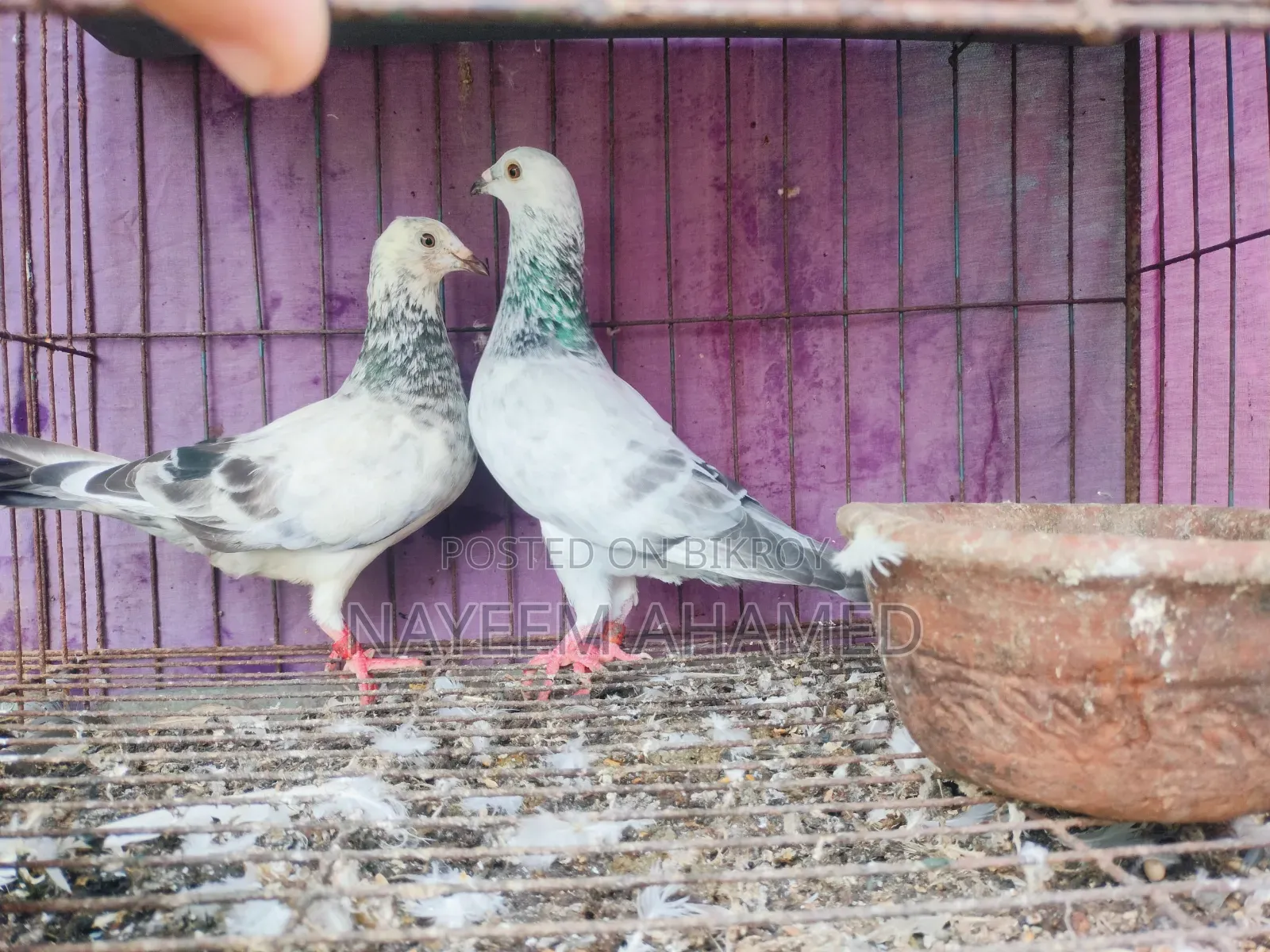 Grizzle, Racer Pair For Sale