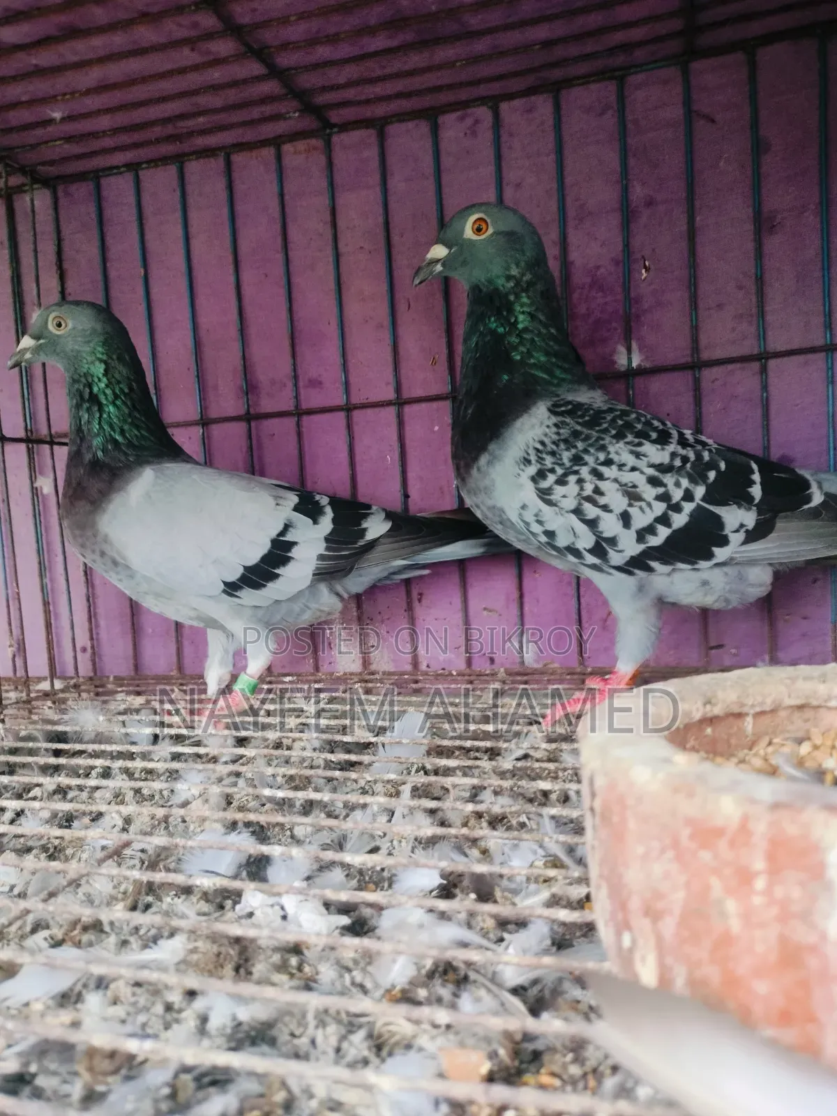 Grizzle, Racer Pair For Sale
