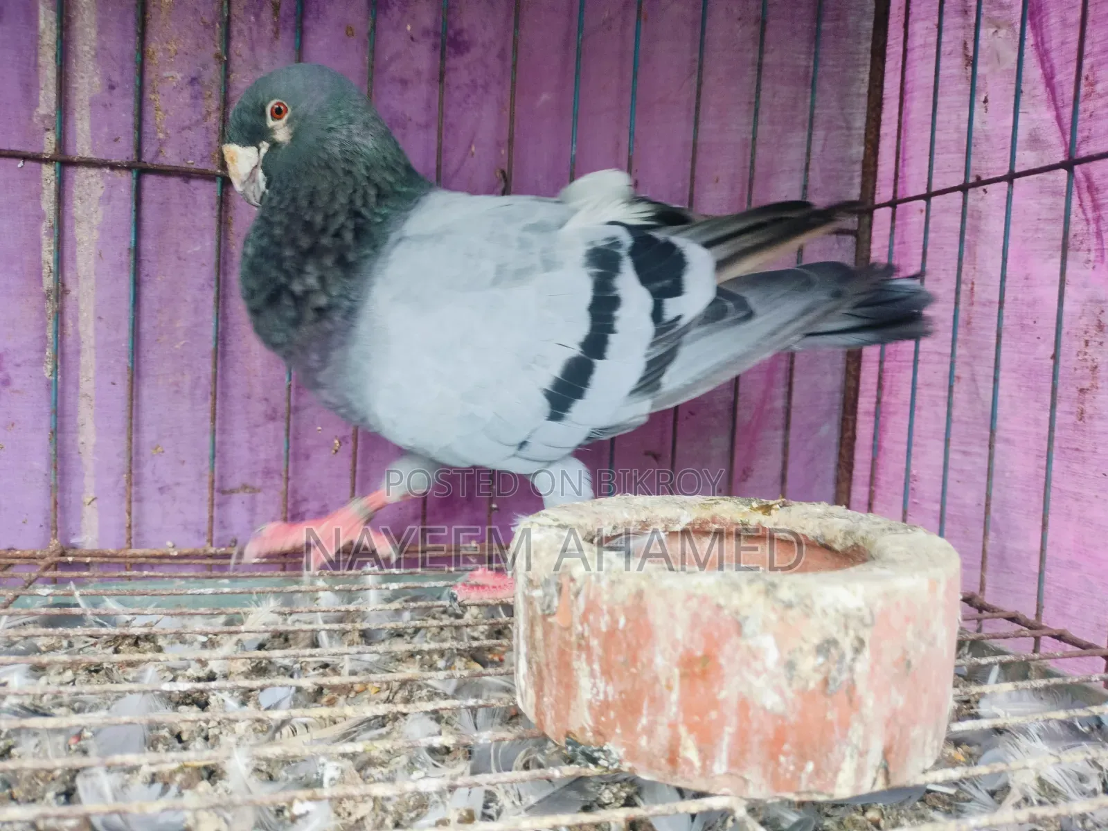 Grizzle, Racer Pair For Sale