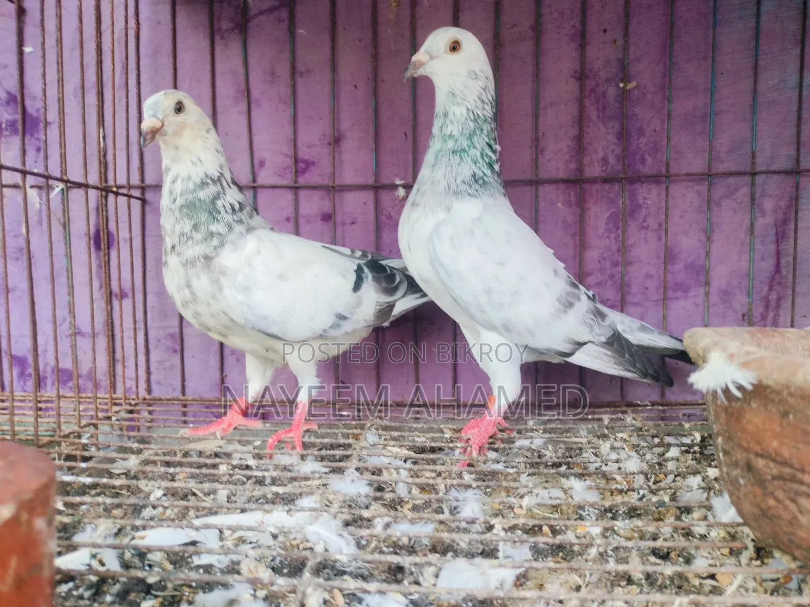 Grizzle, Racer Pair For Sale