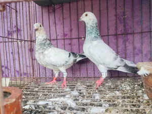 Grizzle, Racer Pair For Sale