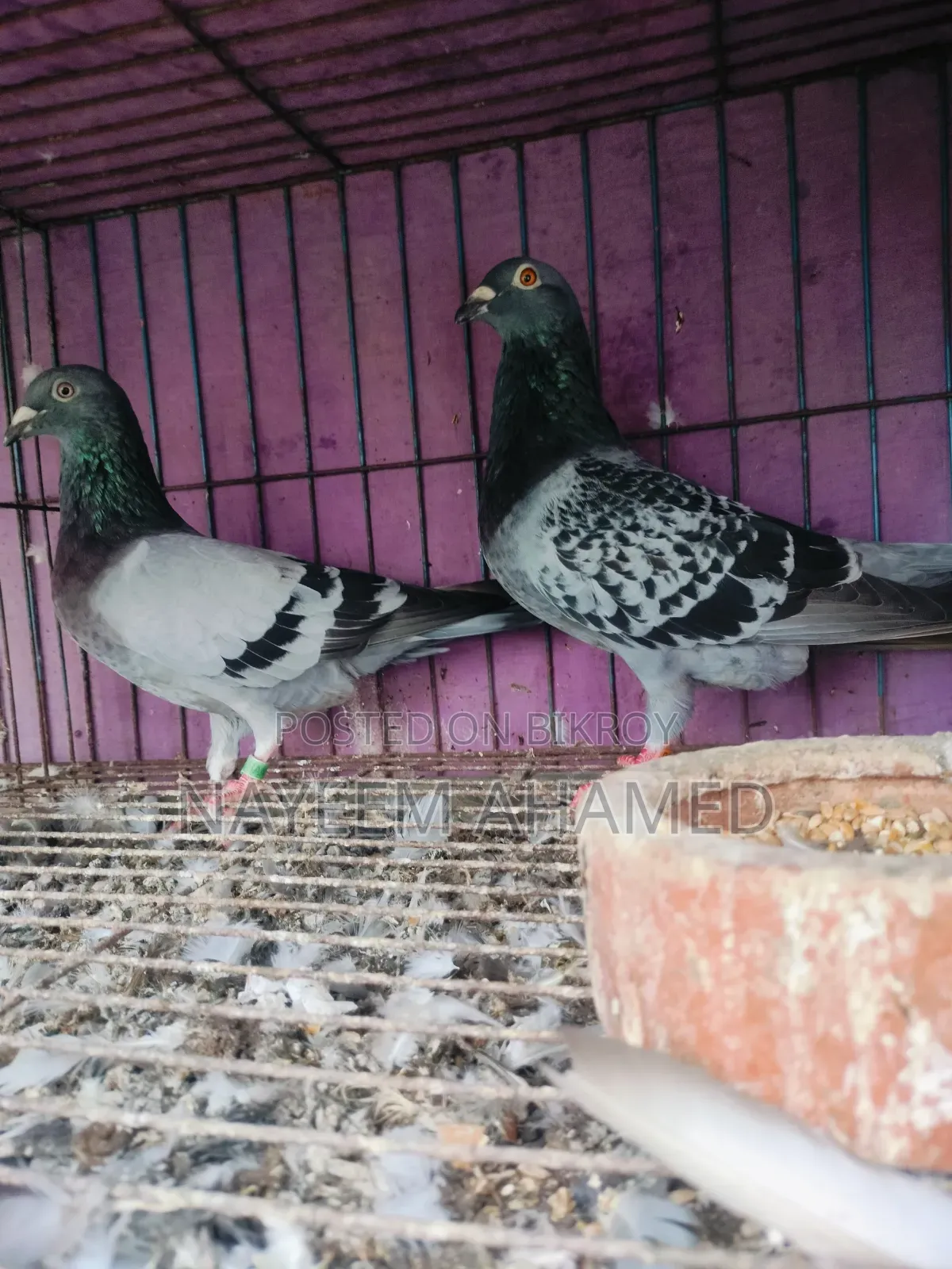 Grizzle, Racer Pair For Sale