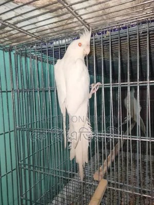 ককাটেল পাখি