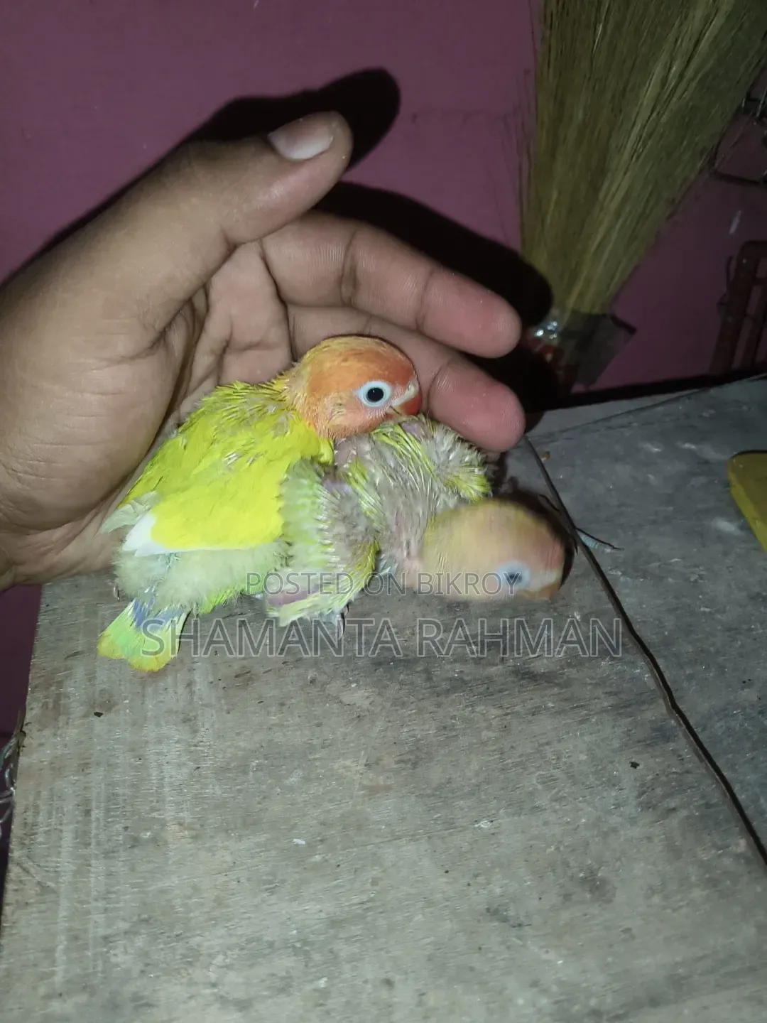 লাভ বার্ড টেম সাইজ বেবি । ইয়োলো ফিসার