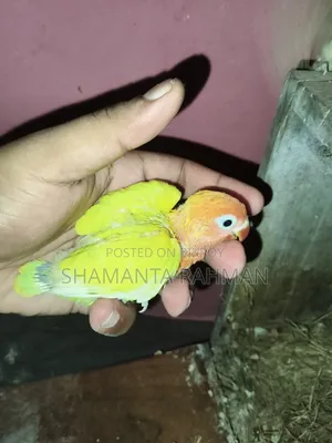 লাভ বার্ড টেম সাইজ বেবি । ইয়োলো ফিসার