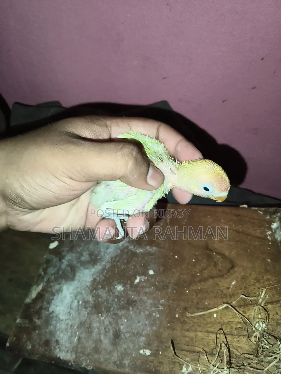 লাভ বার্ড টেম সাইজ বেবি । ইয়োলো ফিসার