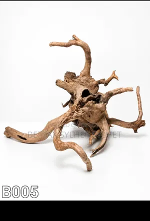 Bogut / Driftwood