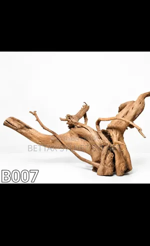 Bogut / Driftwood