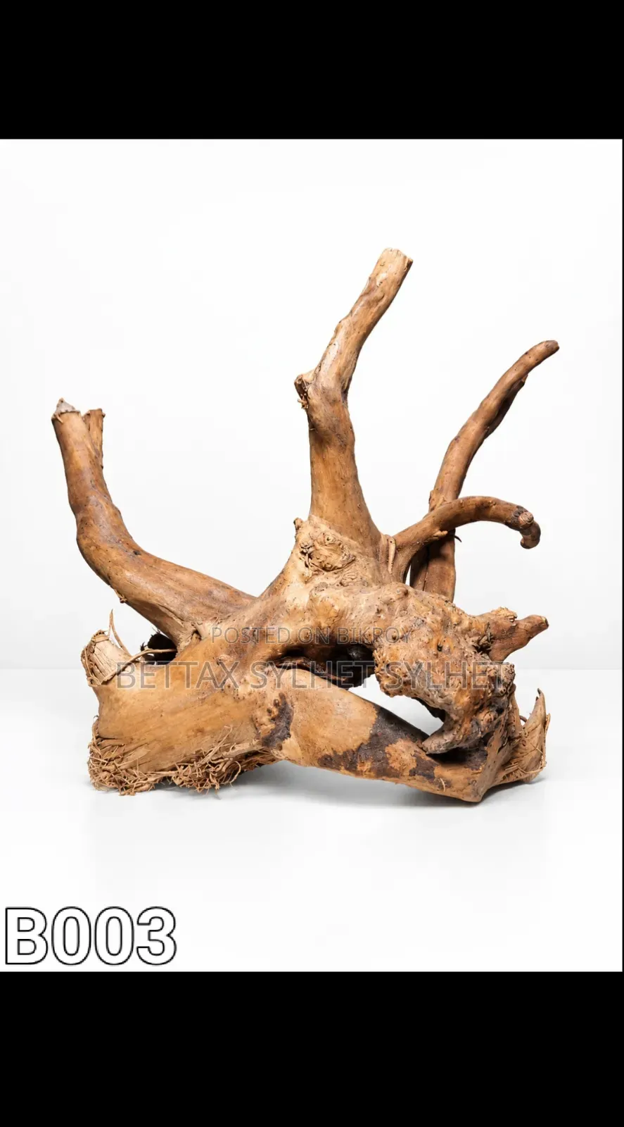 Bogut / Driftwood
