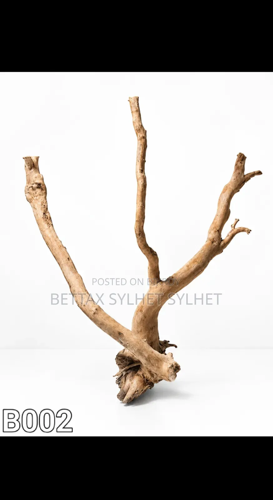 Bogut / Driftwood