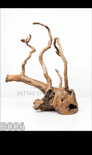 Bogut / Driftwood