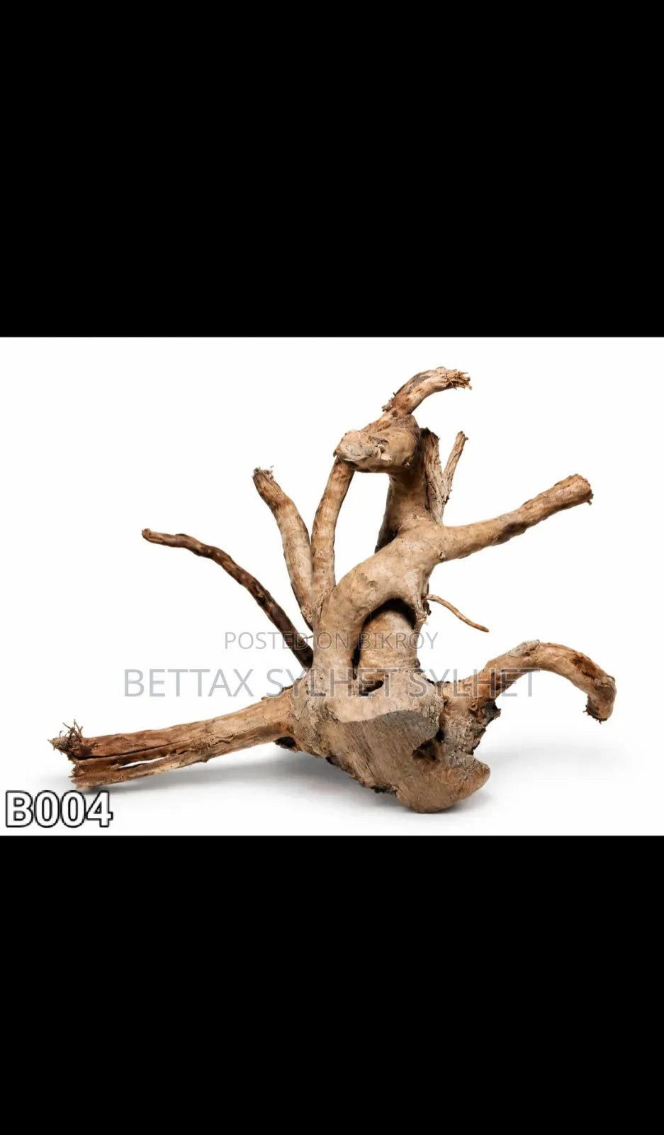 Bogut / Driftwood