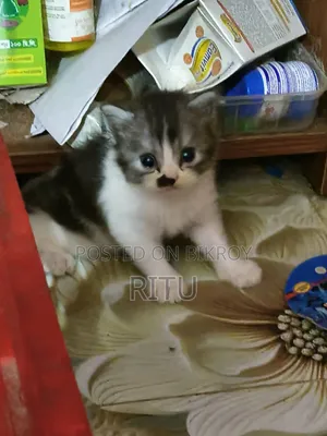 ১-৩ মাসের মেল মিক্সড ব্রিড পার্সিয়ান