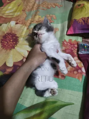১-৩ মাসের মেল মিক্সড ব্রিড পার্সিয়ান