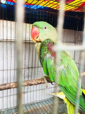 আসসালামু আলাইকুম পাখিটি আমার নিজের পোষা কথা বলতে পারে,