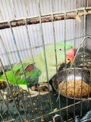 আসসালামু আলাইকুম পাখিটি আমার নিজের পোষা কথা বলতে পারে,