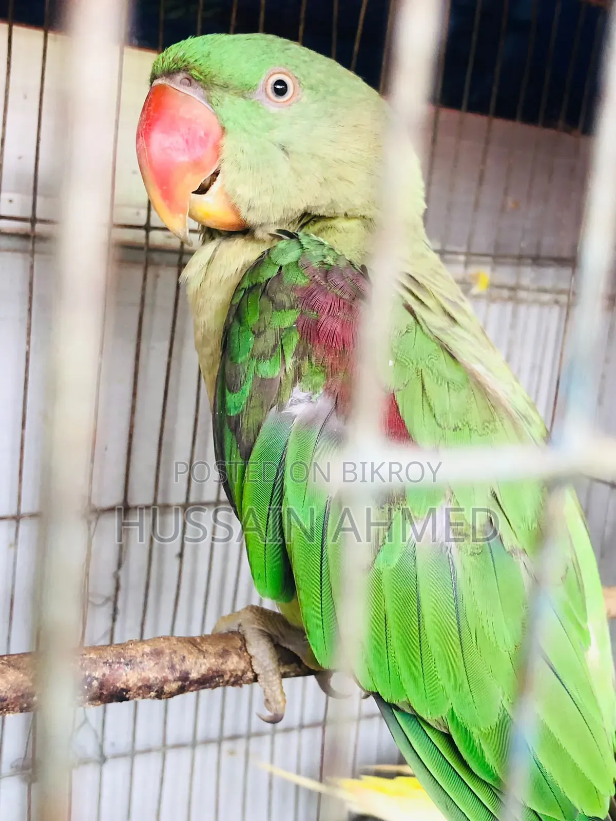 আসসালামু আলাইকুম পাখিটি আমার নিজের পোষা কথা বলতে পারে,