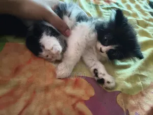 1-3 months Male Purebred Mongrel (No Breed)