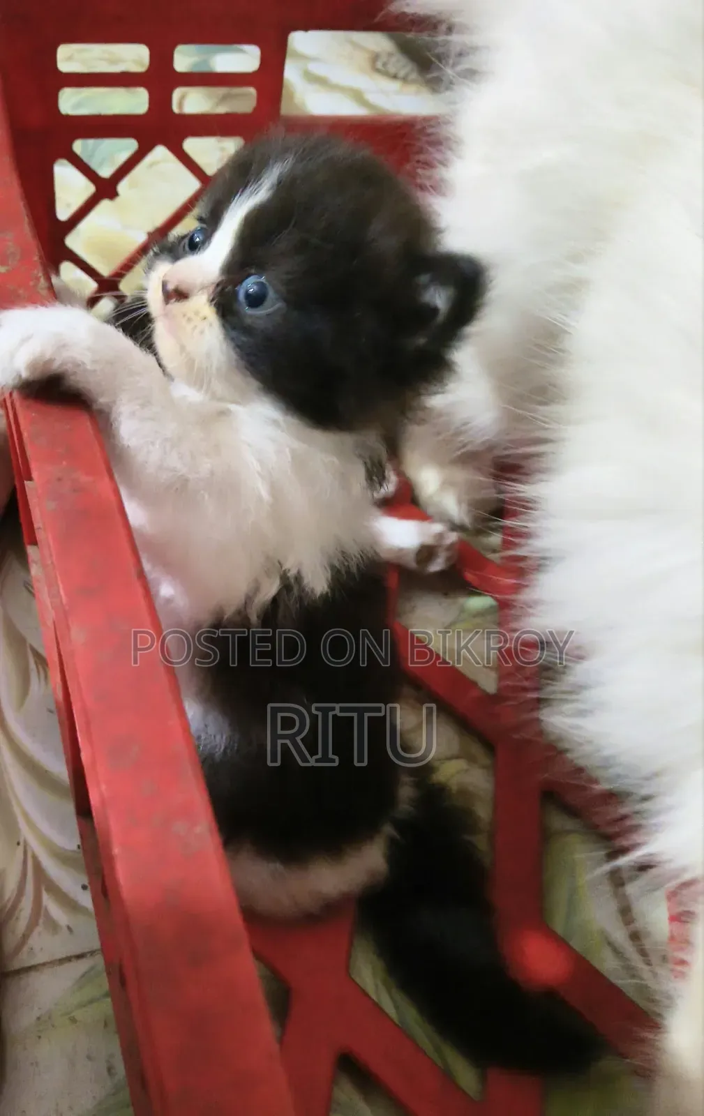 1-3 months Male Purebred Mongrel (No Breed)