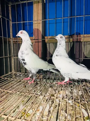 High Flyer, Giribaj Pigeon, Running Pair