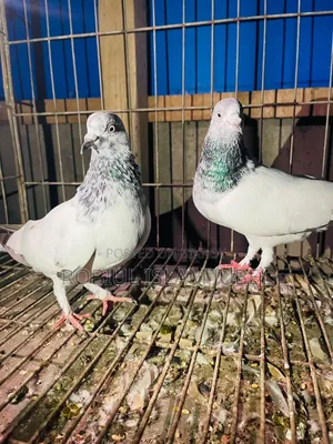 Jiragla, Giribaj Pigeon