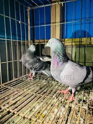 Giribaj Pigeon