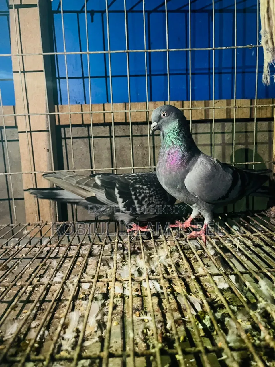 Giribaj Pigeon
