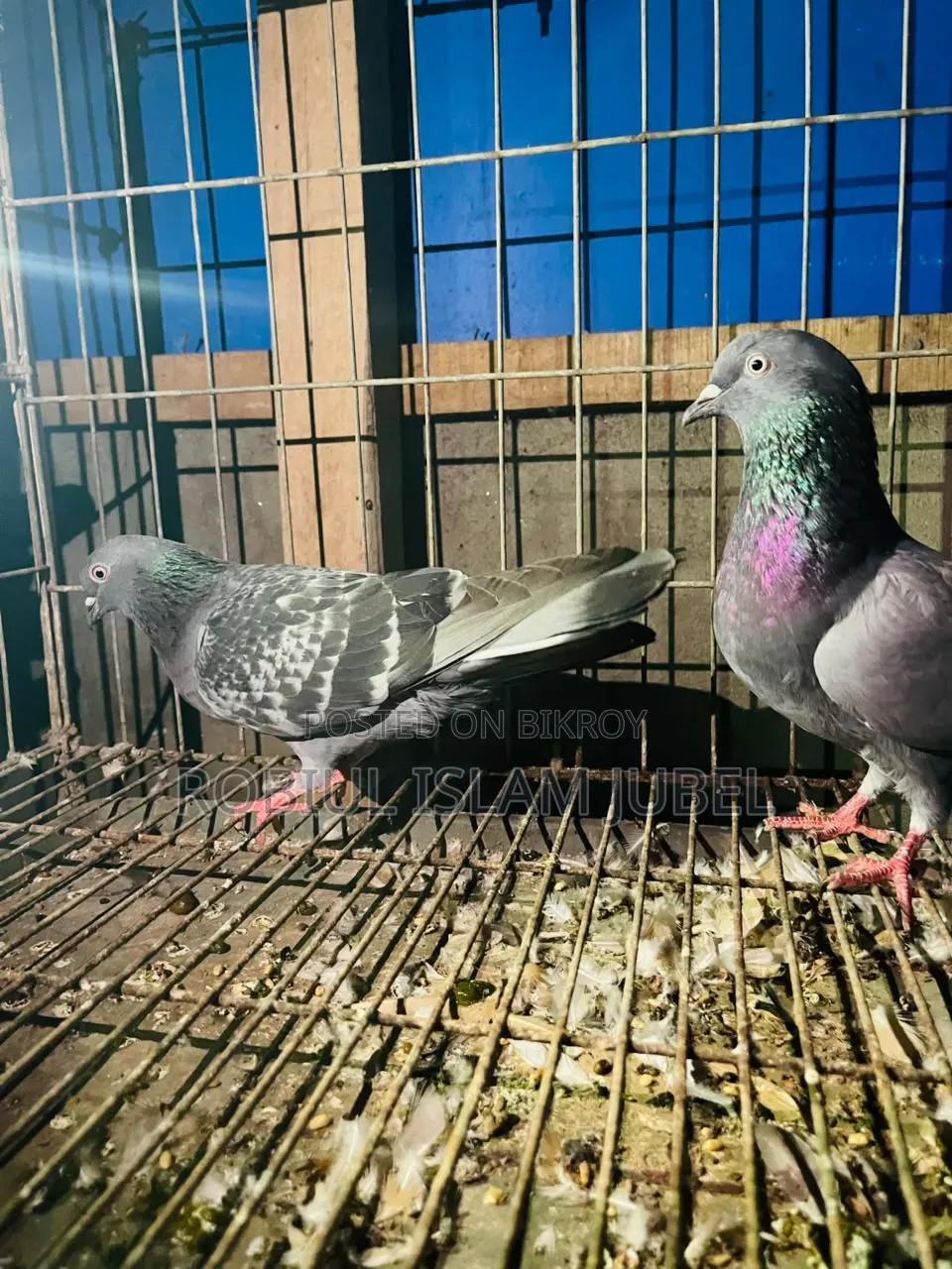 Giribaj Pigeon