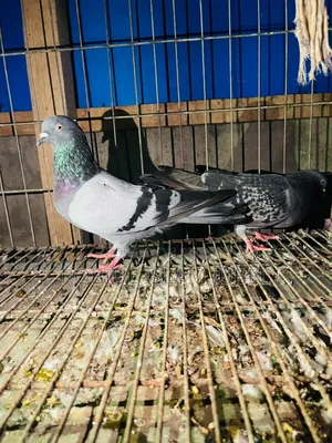 Giribaj Pigeon