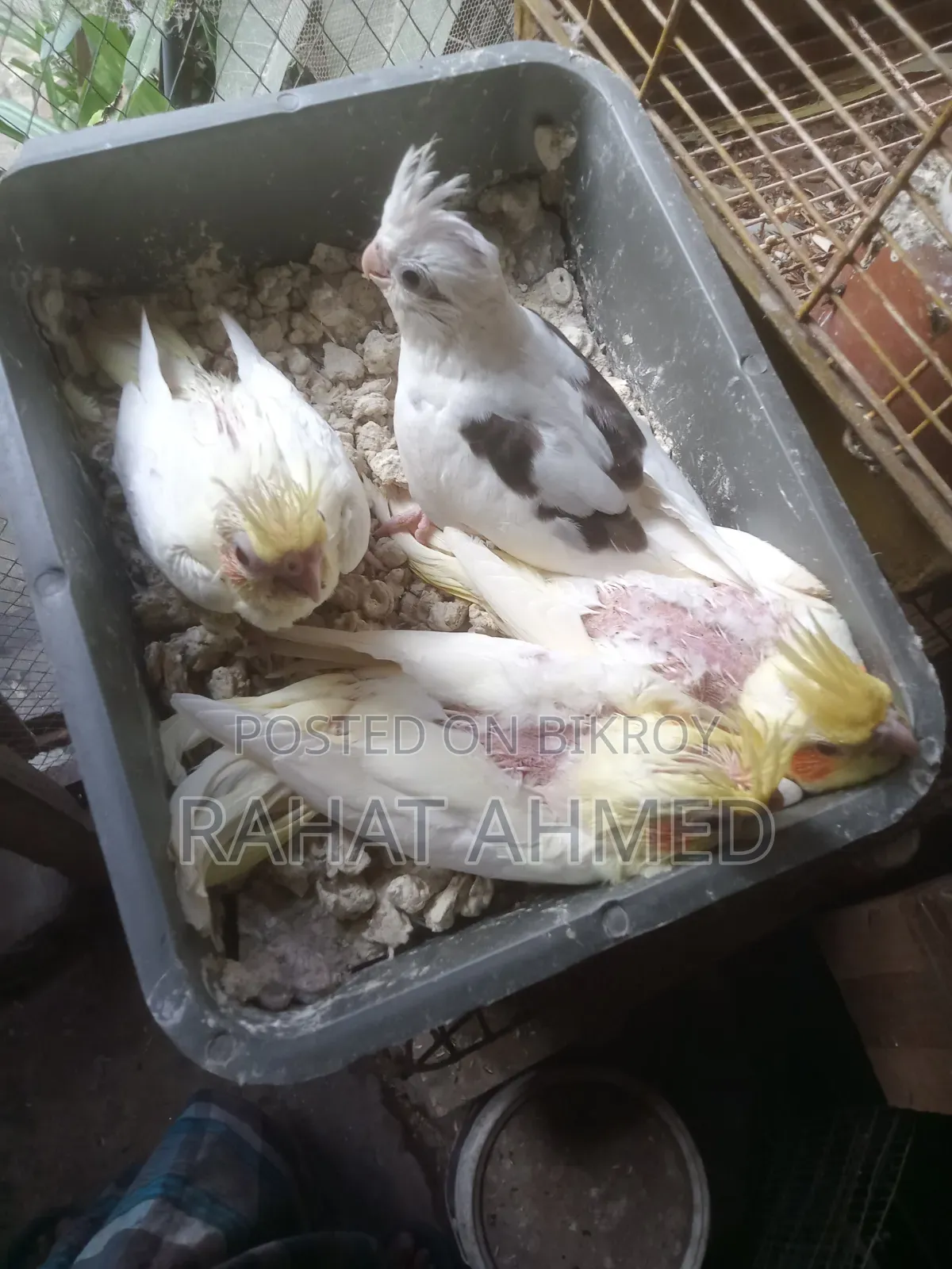 ককাটেল বেবি