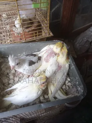 ককাটেল বেবি