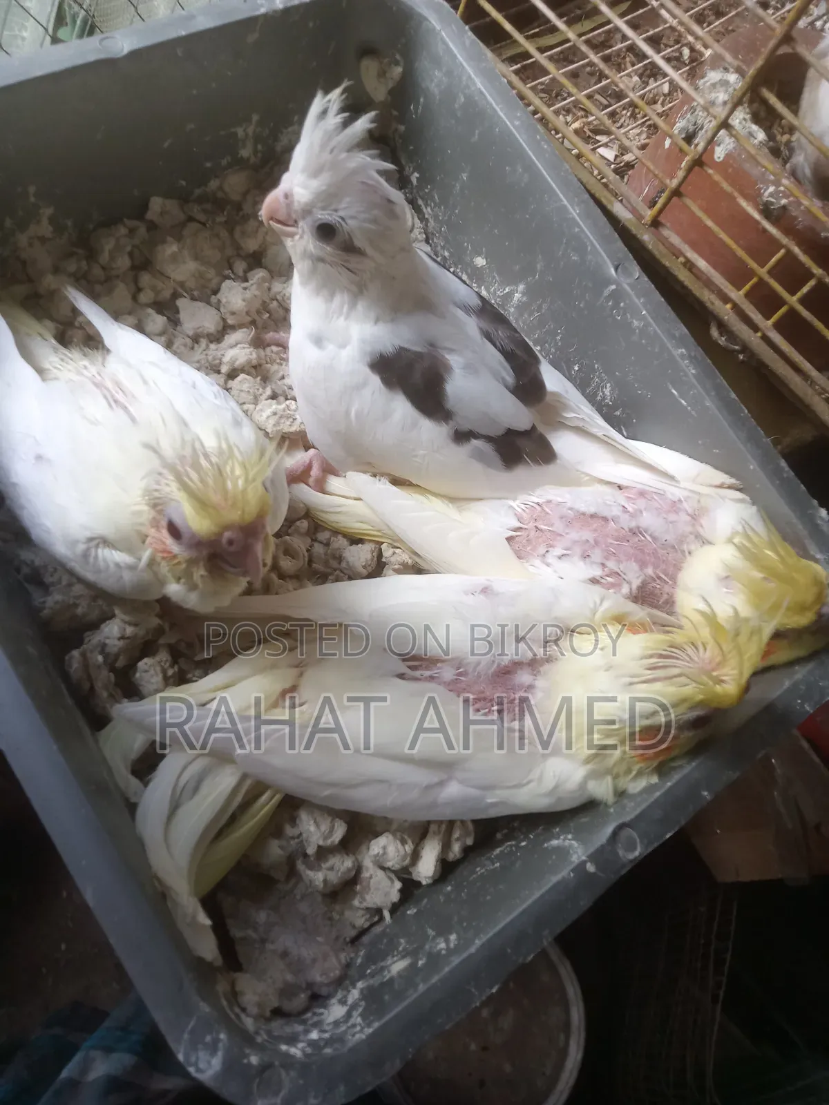 ককাটেল বেবি
