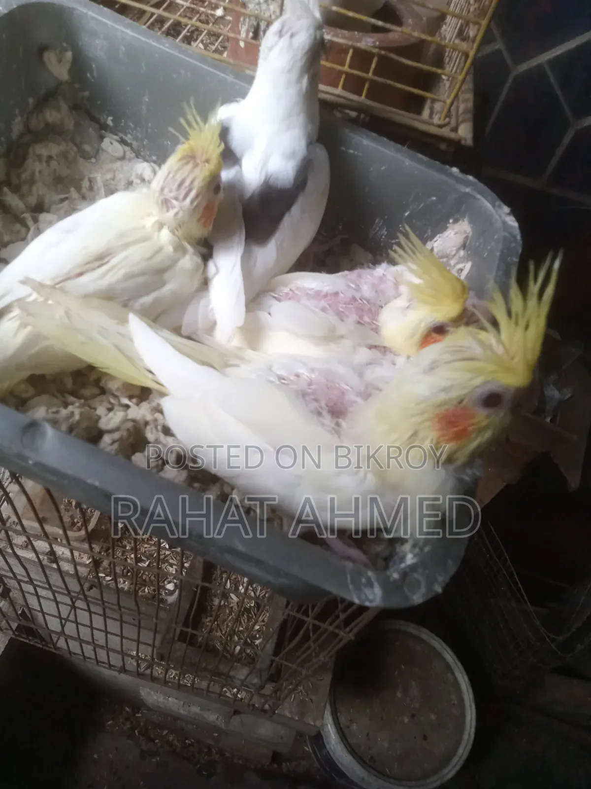 ককাটেল বেবি