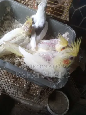 ককাটেল বেবি