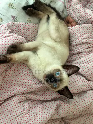 6-12 months Male Purebred Siamese