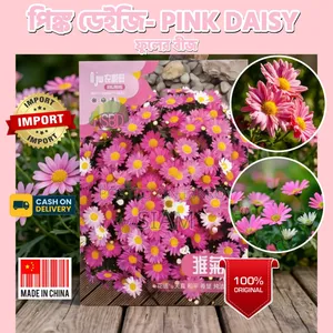 Pink Daisy Imported Seeds