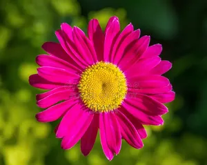Pink Daisy Imported Seeds